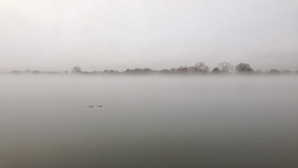 A grey landscape with two small ducks in the middle of a foggy lake and a dark tree line in the background.